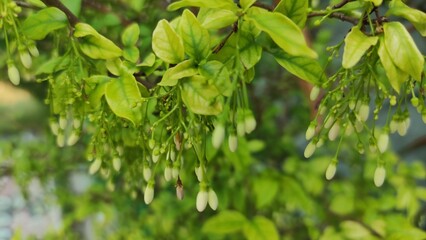 green leaves background