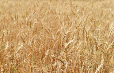 wheat field landscapes