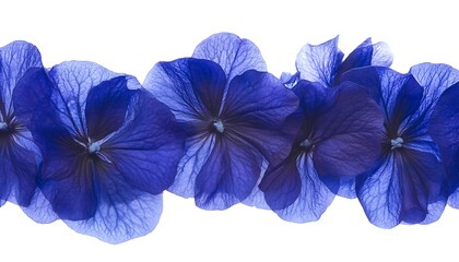 Blue Flower Petals Border.