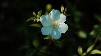 Fototapeta premium Delicate pale blue flower in sunlight