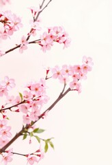 Delicate pink cherry blossoms in full bloom, forming a vibrant spring border against a soft, light background, pink cherry blossoms, pink, frame