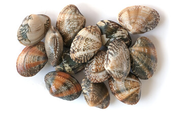 Clams on white background. Seafood.