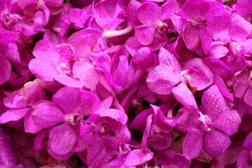 Purple flowers for the background