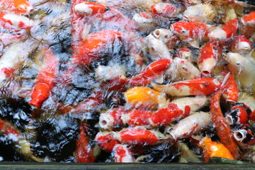 The koi in the large pond have beautiful colors.