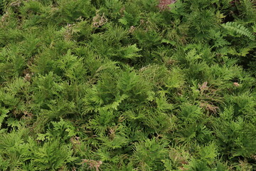 Green leaves for background