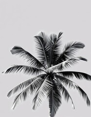 Isolated black and white image of a palm tree, leaves, clipart, studio shot