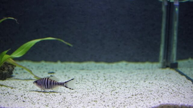 Video captures a side view of a small fish swimming in a minimalist aquarium. The low-angle shot highlights the fish's stripes and the tank's clean design.