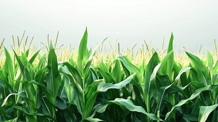 Obraz premium Lush green cornfield stretching under a bright sky, showcasing healthy crops and vibrant agricultural life