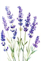 Fototapeta premium Watercolor Lavender Bouquet Against White Background