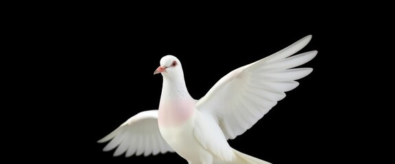 Fototapeta premium A pristine white dove, wings slightly spread, centered against a stark black background, simple, grace