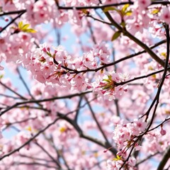 Obraz premium Delicate pink cherry blossoms frame a blooming tree in springtime, stock photo, royalty free, floral border