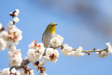 白い梅の花とメジロ
