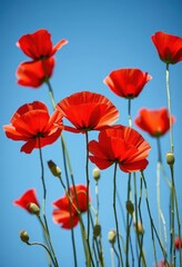 Fototapeta premium Vibrant red poppies bloom against a clear azure sky, contrast, horizon, blossom