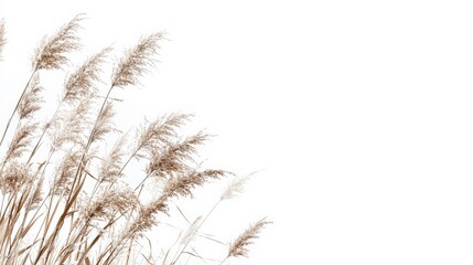 Fototapeta premium Illuminated Stalks Against a White Background