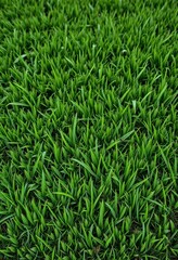 Evenly clipped grass, short blades creating a smooth, subtly textured surface, lush, garden