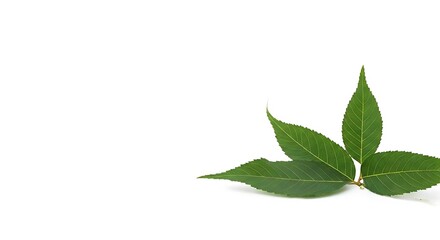 Fototapeta premium green leaf on white background image of leaf beauty.