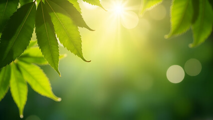 Soft Sunlight Filtering Through Lush Green Leaves: A Peaceful Natural Ambiance in Stock Photo Concept