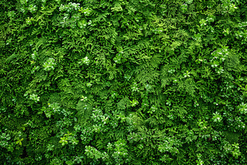 Obraz premium A lush green wall of various plants and ferns creating a vibrant natural backdrop.