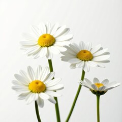 Fototapeta premium Close-up of delicate chamomile flowers on white background, natural, Chamomile, isolated