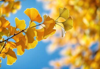 Close-up of Golden Ginkgo Leaves Against Blue Sky in Autumn with Warm Sunlight