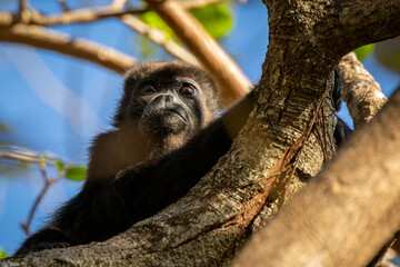 Macaco Congo da Costa Rica