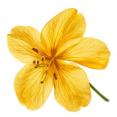 Vibrant Yellow Flower Blossom Detailed Macro Shot of Delicate Petals Isolated on White Background