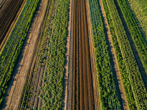 Rows of crops in farm paddock
