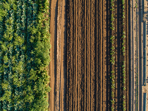 Rows of crops in farm paddock