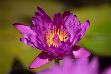 Pretty purple water lily flowers rise from a colorful pond in San Diego, California.