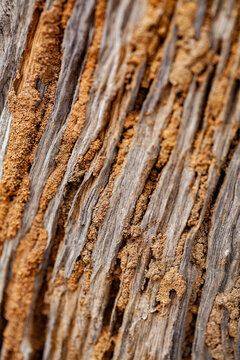 White ant marks on fence post