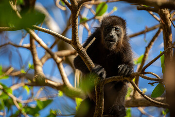 Macaco Congo da Costa Rica 