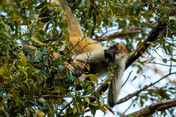Macaco Aranha da Costa Rica
