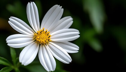 Obraz premium A beautiful daisy with white petals and a yellow center