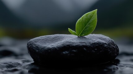 Tiny sprout on a dark stone