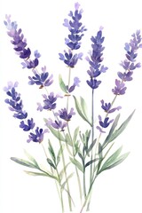 Naklejka premium Watercolor lavender bouquet, isolated on white, floral illustration