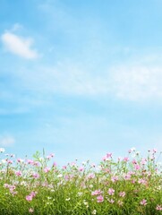 Vibrant field of pink and white flowers under a serene blue sky with soft, gentle clouds