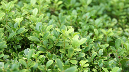 緑の葉が密集する低木のクローズアップ