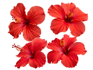 Set of tropical red hibiscus flowers isolated on transparent background, PNG. AI