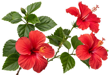 Set of tropical red hibiscus flowers isolated on transparent background, PNG. AI