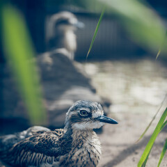 Bush stone-curlew sitting in the cage of a zoo