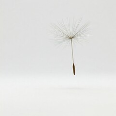 a single dandelion seed head on a white background