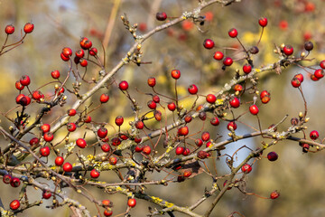 Eingriffliger Weißdorn mit intensiv roten Früchten in der Seitenansicht