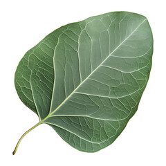 Obraz premium Closeup of an eucalyptus leaf isolated on a transparent background