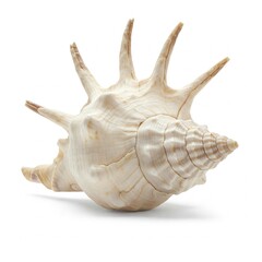 white seashell with brown tint isolated on white background