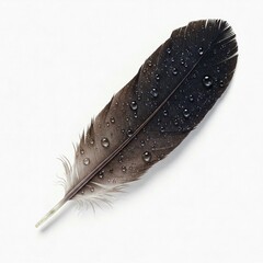 single dark feather with water drops on white background macro photography