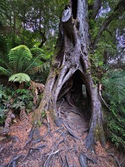 Old hollow tree in the jungle in Victoria Australia.