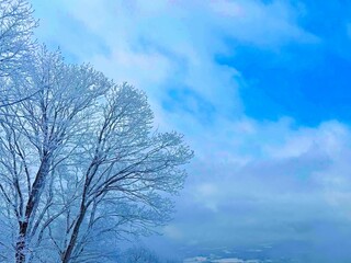 雪の積もった樹々