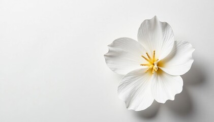 Obraz premium Close-up of intricate white paper flower isolated on plain white backdrop for minimalist decor, decor, minimalist, isolated