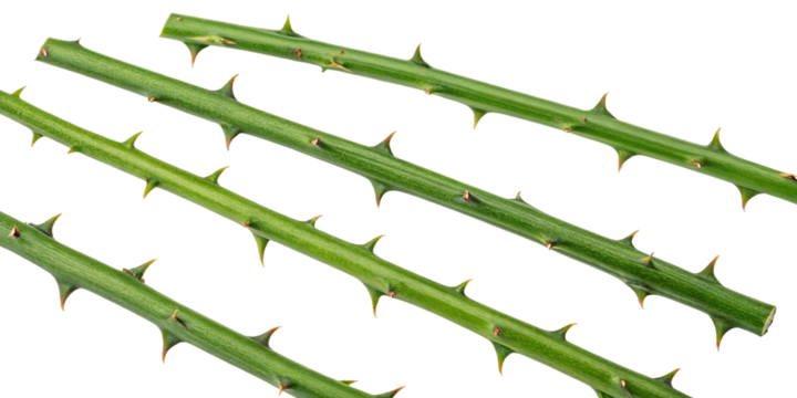 Multiple green thorny stems arranged in a row on a plain white background