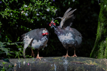 Helmeted Guineafowl